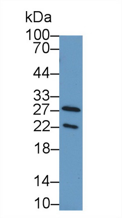 Polyclonal Antibody to Interferon Alpha (IFNa)