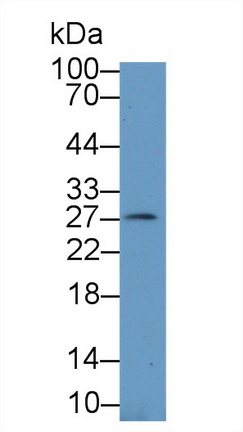 Polyclonal Antibody to Interferon Alpha (IFNa)