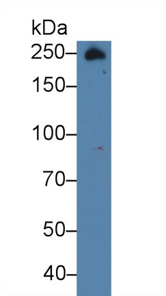 Polyclonal Antibody to Fibronectin (FN)