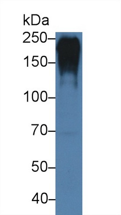 Polyclonal Antibody to Fibronectin (FN)