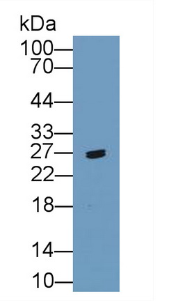 Polyclonal Antibody to Glial Cell Line Derived Neurotrophic Factor (GDNF)