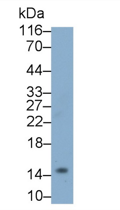 Polyclonal Antibody to Colony Stimulating Factor 2, Granulocyte Macrophage (GM-CSF)