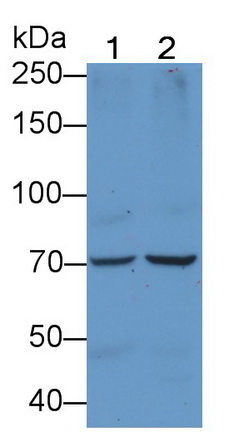 Polyclonal Antibody to Hepatocyte Growth Factor (HGF)