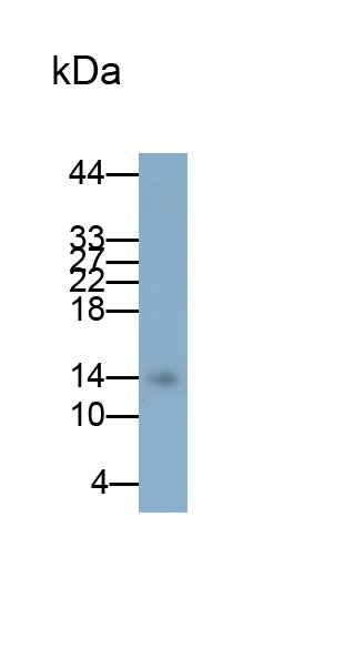 Polyclonal Antibody to Interferon Gamma (IFNg)