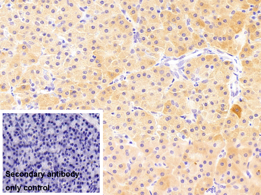 Polyclonal Antibody to Insulin Like Growth Factor 1 (IGF1)