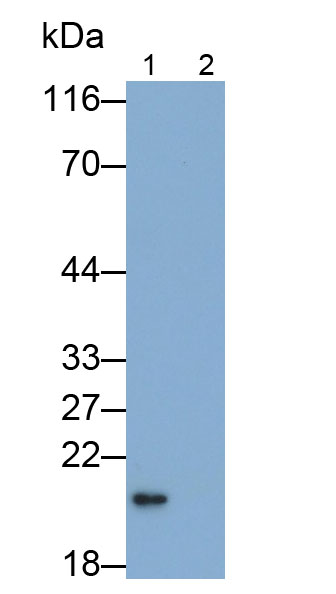 Polyclonal Antibody to Interleukin 10 (IL10)