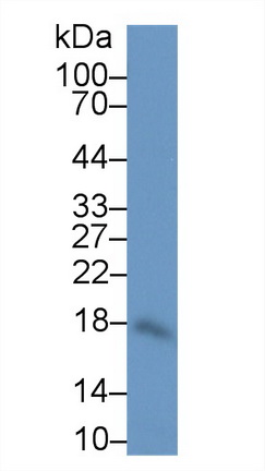 Polyclonal Antibody to Interleukin 10 (IL10)