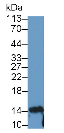 Polyclonal Antibody to Interleukin 10 (IL10)