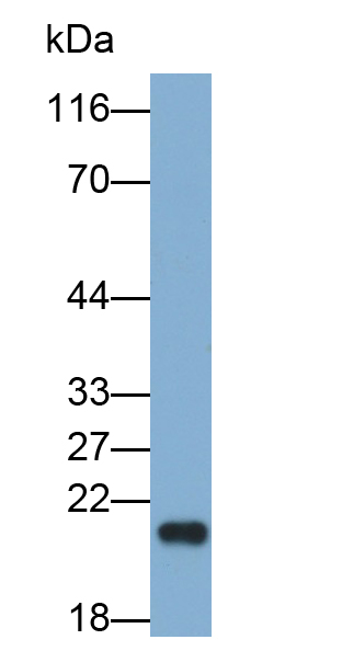Polyclonal Antibody to Interleukin 18 (IL18)