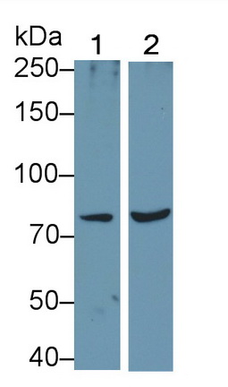 Polyclonal Antibody to Interleukin 1 Receptor Type I (IL1R1)