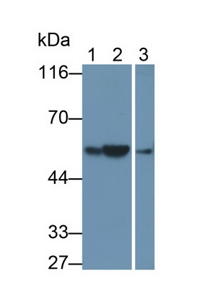 Polyclonal Antibody to Glial Fibrillary Acidic Protein (GFAP)