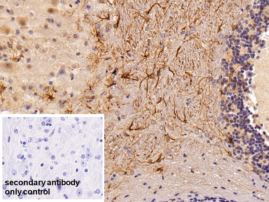 Polyclonal Antibody to Glial Fibrillary Acidic Protein (GFAP)