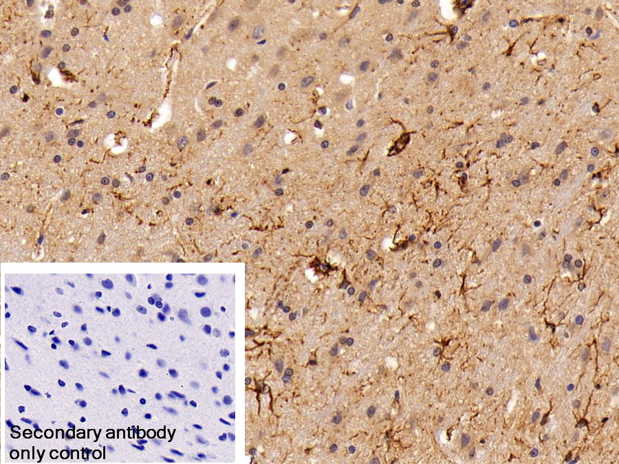 Polyclonal Antibody to Glial Fibrillary Acidic Protein (GFAP)