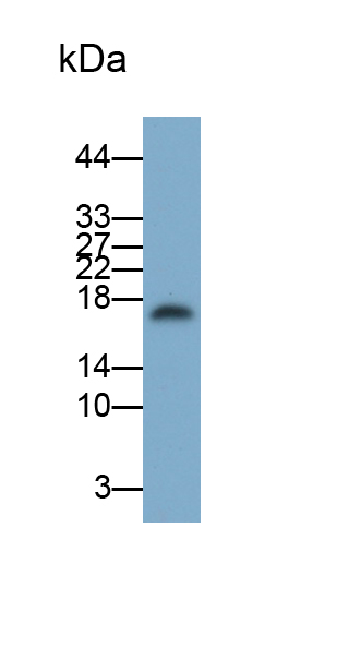 Polyclonal Antibody to Interleukin 3 (IL3)