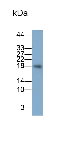 Polyclonal Antibody to Interleukin 4 (IL4)