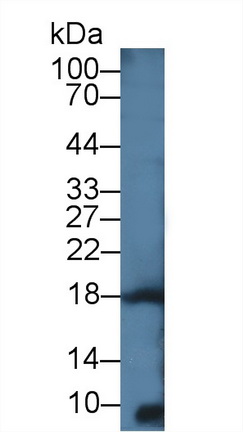 Polyclonal Antibody to Interleukin 4 (IL4)