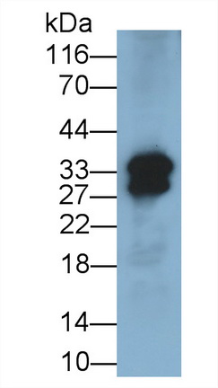 Polyclonal Antibody to Interleukin 6 (IL6)