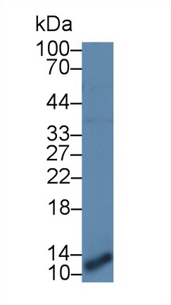 Polyclonal Antibody to Interleukin 8 (IL8)