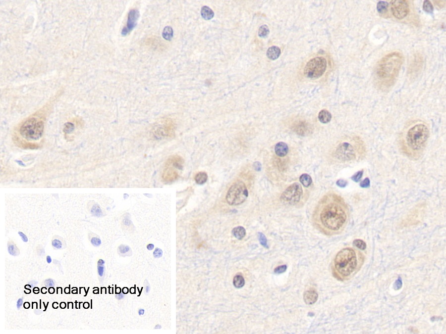 Polyclonal Antibody to Leptin (LEP)