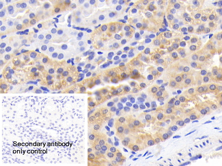 Polyclonal Antibody to Leptin (LEP)