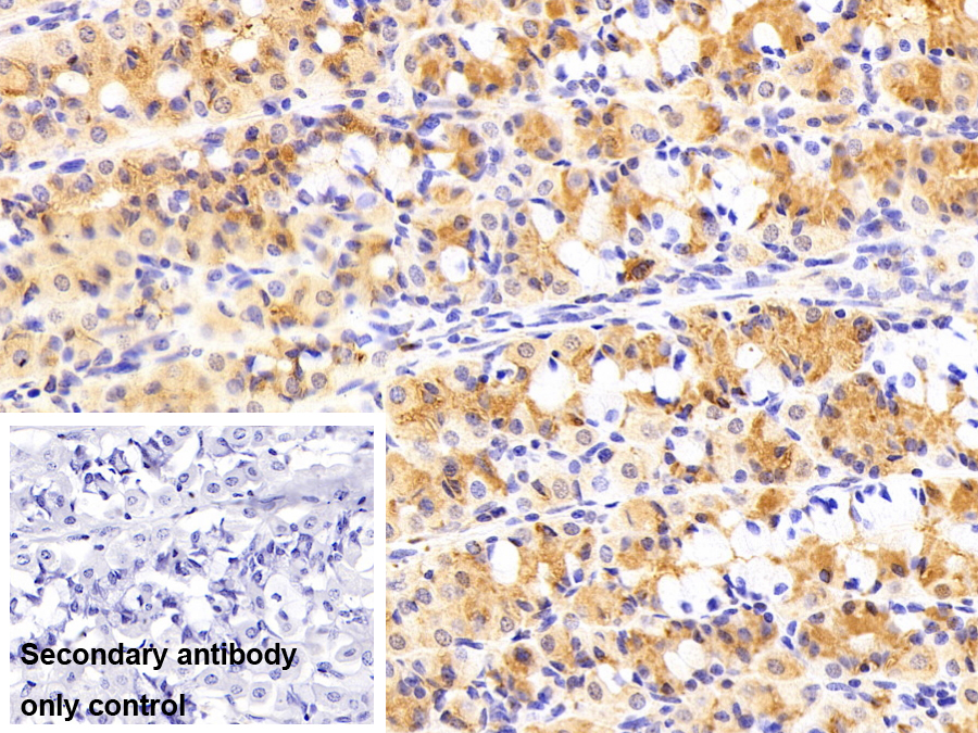 Polyclonal Antibody to Leptin (LEP)