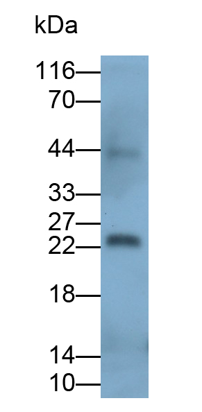 Polyclonal Antibody to Colony Stimulating Factor 1, Macrophage (MCSF)