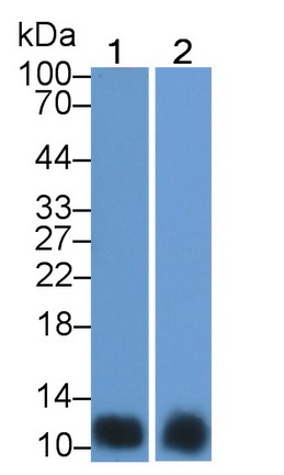 Polyclonal Antibody to Macrophage Inflammatory Protein 3 Alpha (MIP3a)