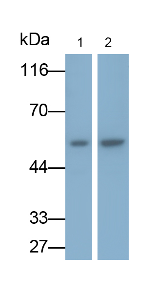 Polyclonal Antibody to Matrix Metalloproteinase 13 (MMP13)
