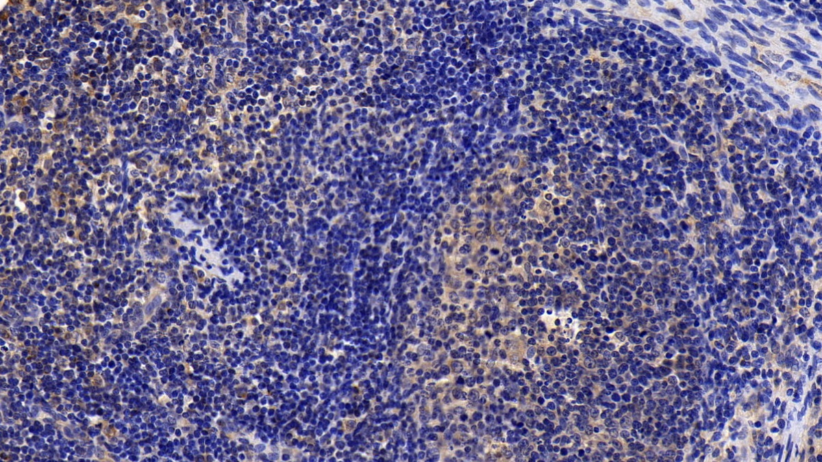 Polyclonal Antibody to Matrix Metalloproteinase 3 (MMP3)