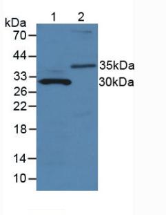 Polyclonal Antibody to Matrix Metalloproteinase 7 (MMP7)