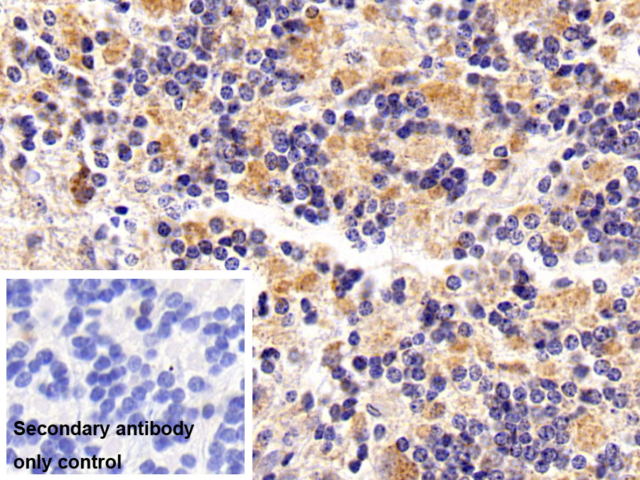 Polyclonal Antibody to Nerve Growth Factor (NGF)