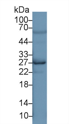 Polyclonal Antibody to Neurotrophin 3 (NT3)