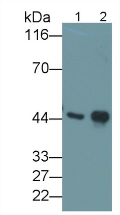 Polyclonal Antibody to Creatine Kinase, Muscle (CKM)