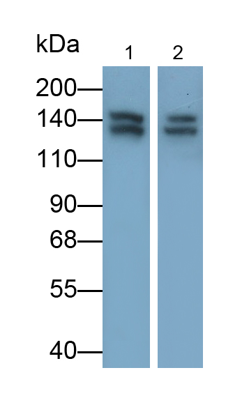 Polyclonal Antibody to Stem Cell Factor Receptor (SCFR)