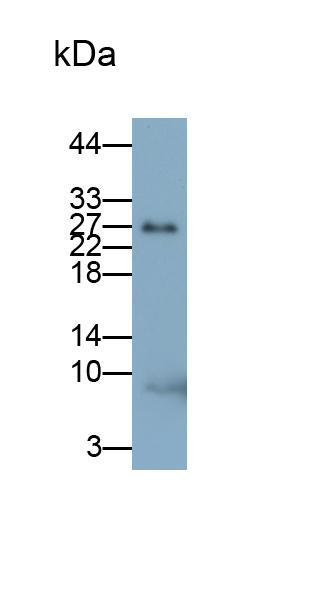 Polyclonal Antibody to Stromal Cell Derived Factor 1 (SDF1)