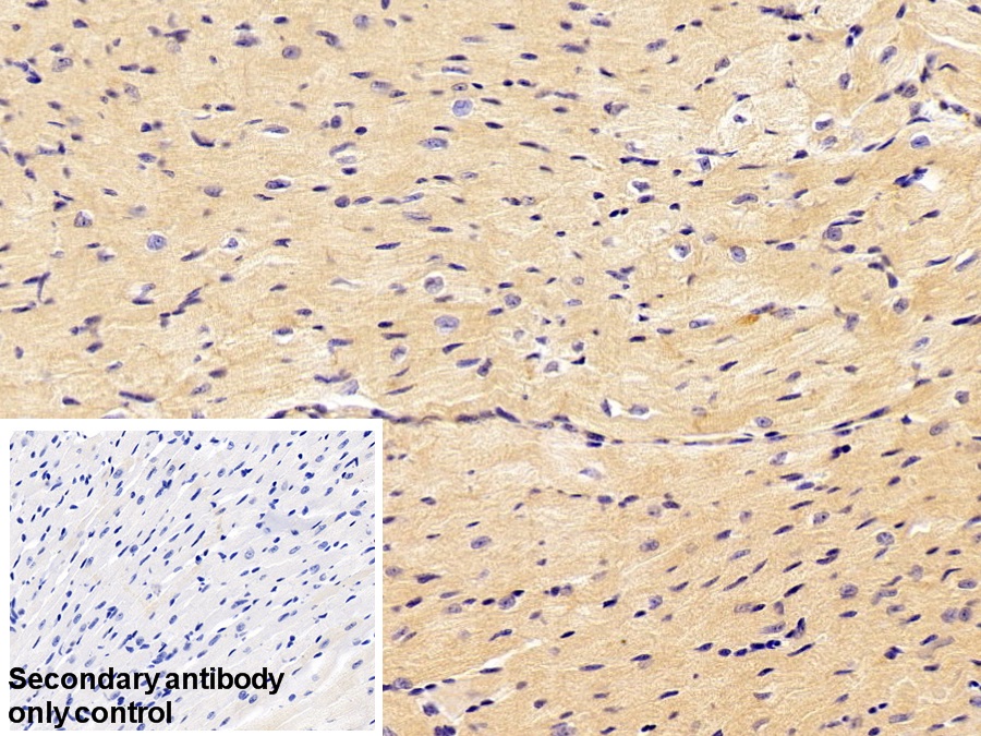 Polyclonal Antibody to Vascular Endothelial Growth Factor A (VEGFA)