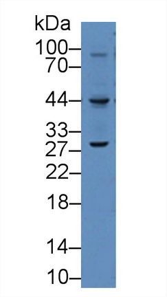 Polyclonal Antibody to Vascular Endothelial Growth Factor C (VEGFC)