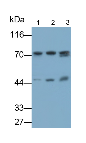 Polyclonal Antibody to Vascular Endothelial Growth Factor C (VEGFC)