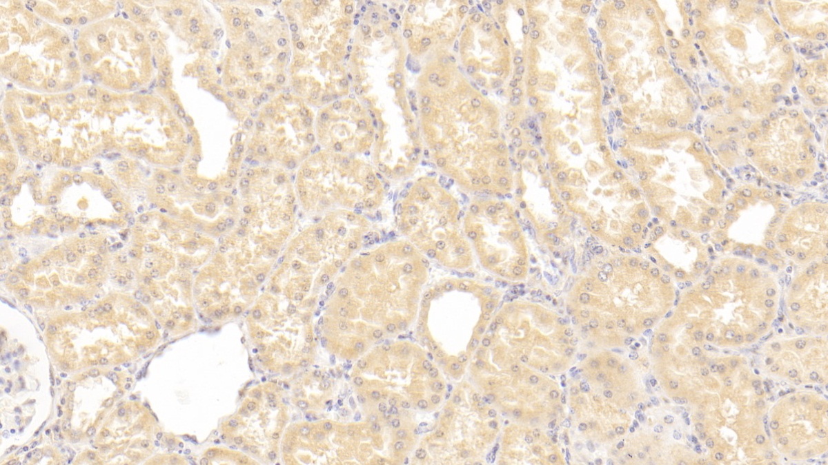 Polyclonal Antibody to Vascular Endothelial Growth Factor D (VEGFD)