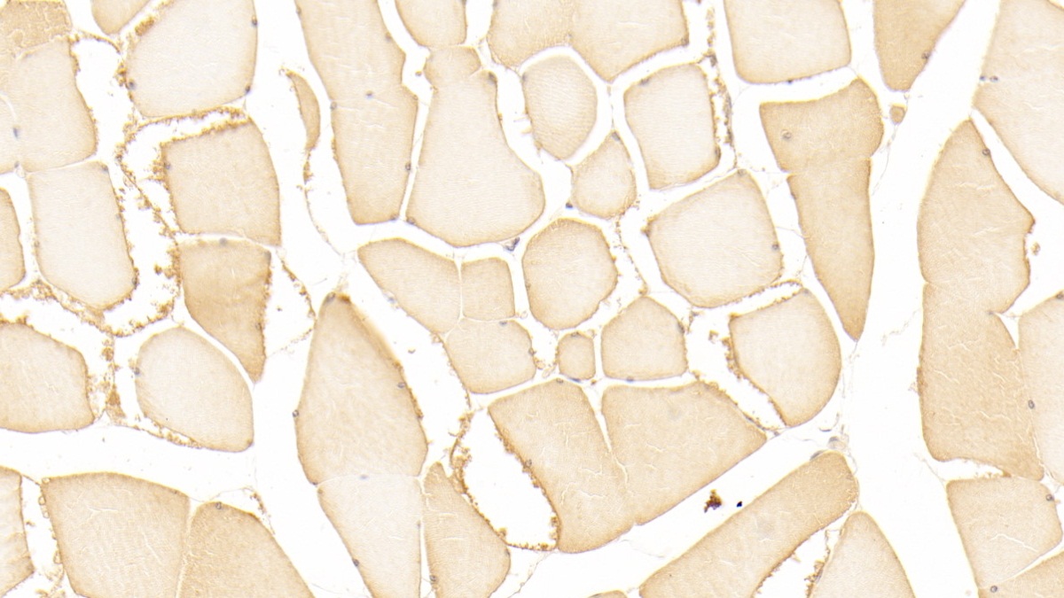 Polyclonal Antibody to Vascular Endothelial Growth Factor D (VEGFD)