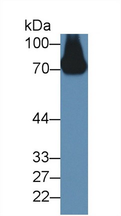 Polyclonal Antibody to Alpha 2-Antiplasmin (a2PI)