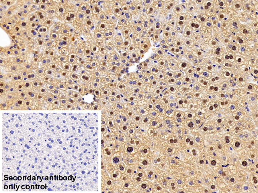 Polyclonal Antibody to Ubiquitin (Ub)