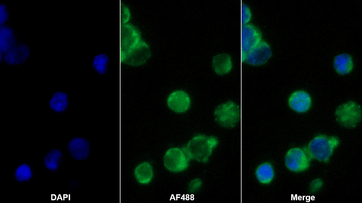 Polyclonal Antibody to Platelet Factor 4 (PF4)