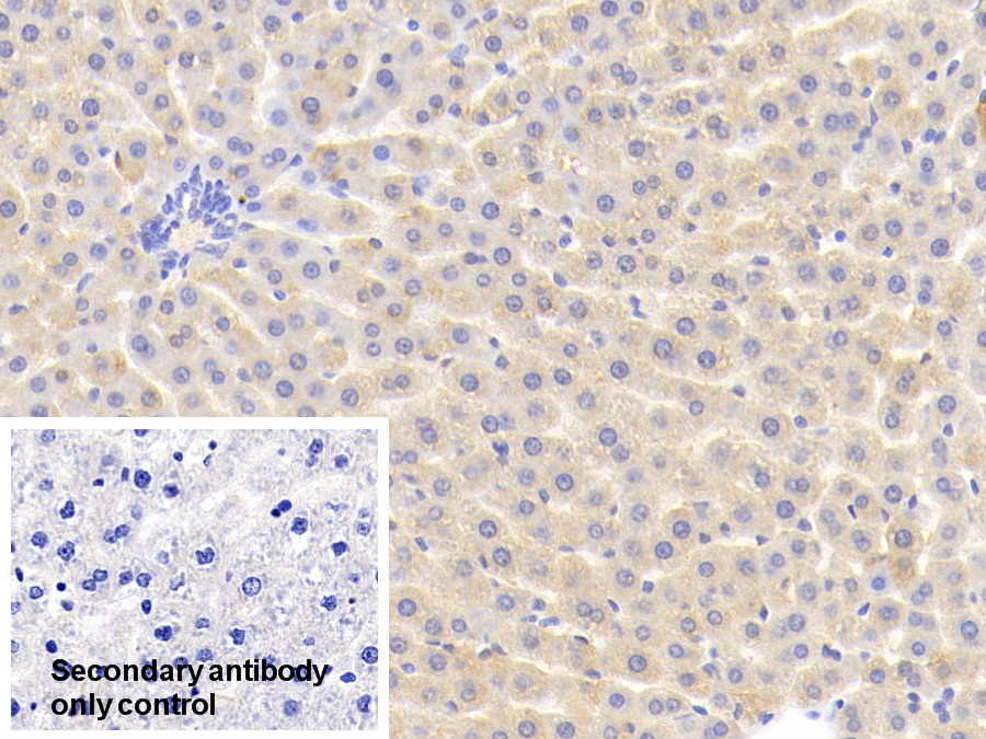 Polyclonal Antibody to Alpha-2-Heremans Schmid Glycoprotein (AHSG)