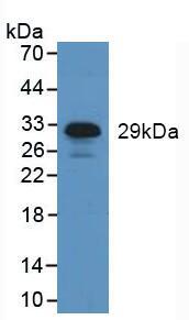 Polyclonal Antibody to Neutrophil Elastase (NE)