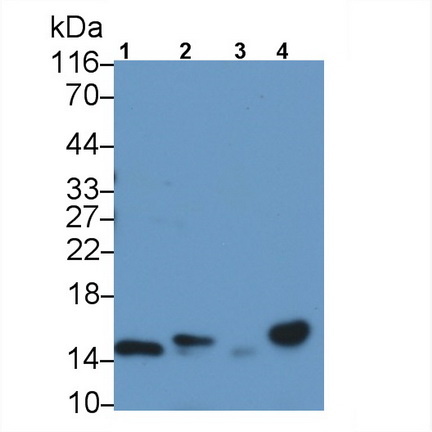 Polyclonal Antibody to Fatty Acid Binding Protein 9, Testis (FABP9)