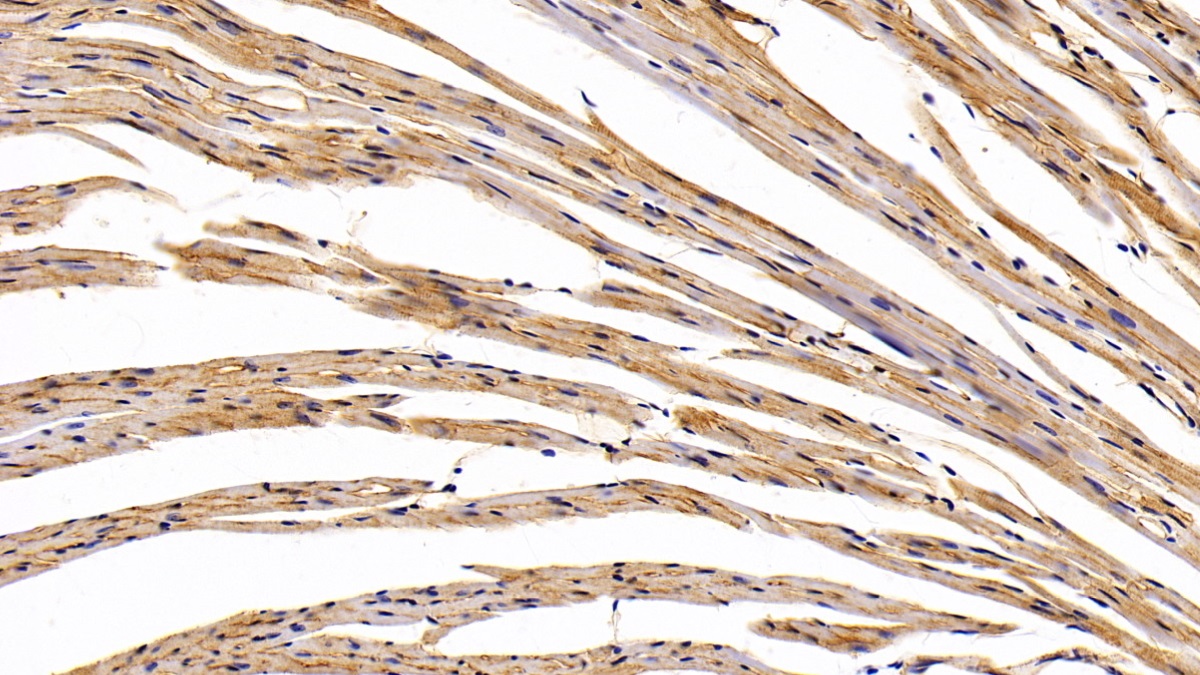 Polyclonal Antibody to Caveolin 1 (CAV1)