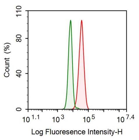 Polyclonal Antibody to Caveolin 1 (CAV1)