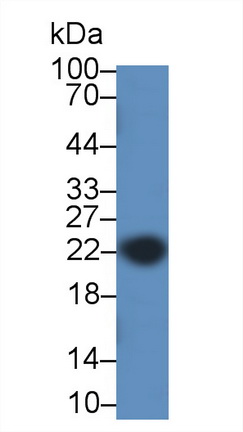 Polyclonal Antibody to Caveolin 1 (CAV1)