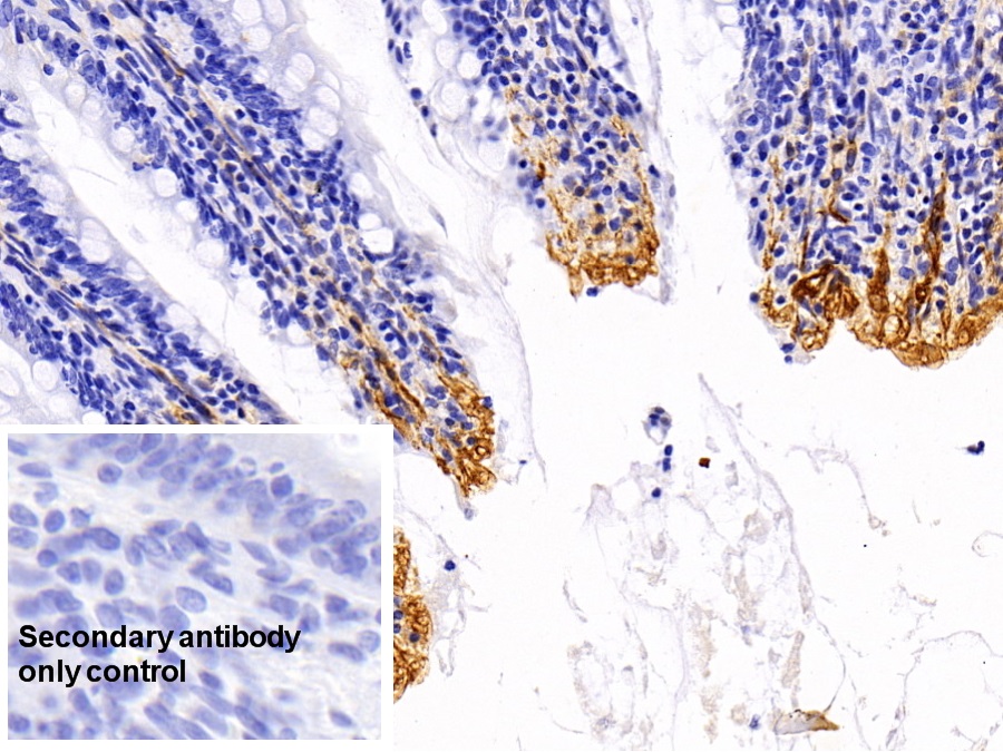 Polyclonal Antibody to Caveolin 1 (CAV1)